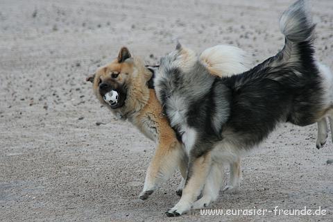 (Foto Goslar)_daenemark_2010_IMG_0697_Tranum_Strand.jpg - ... lt sich aber den Ball immer wieder von der Sahri abjagen.